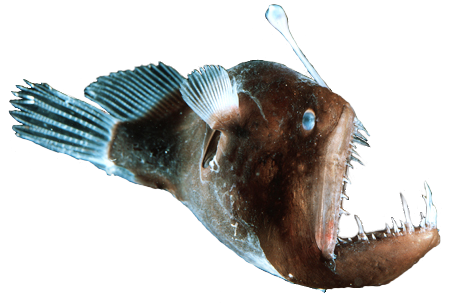 Angler Fish