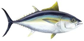 Big Eye Tuna