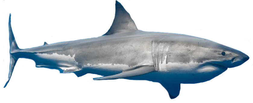 Great White Shark