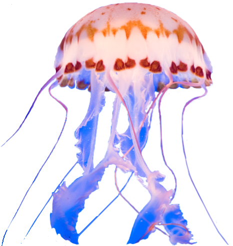 Jellyfish