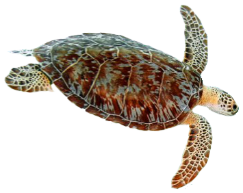 Sea Turtle